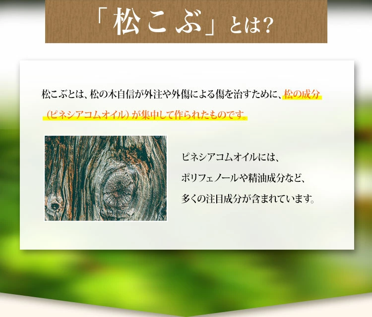 「松こぶ」とは？